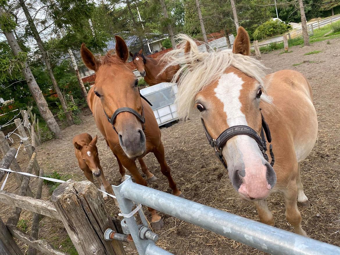 Haflinger Merlin billede 10