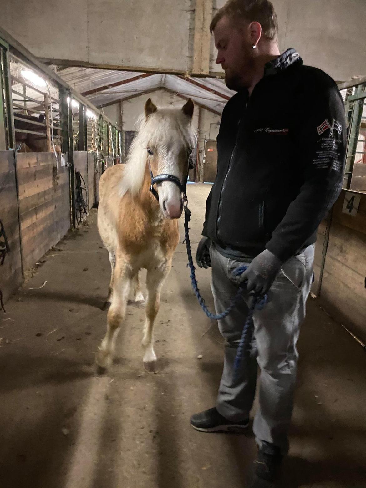 Haflinger Merlin billede 11