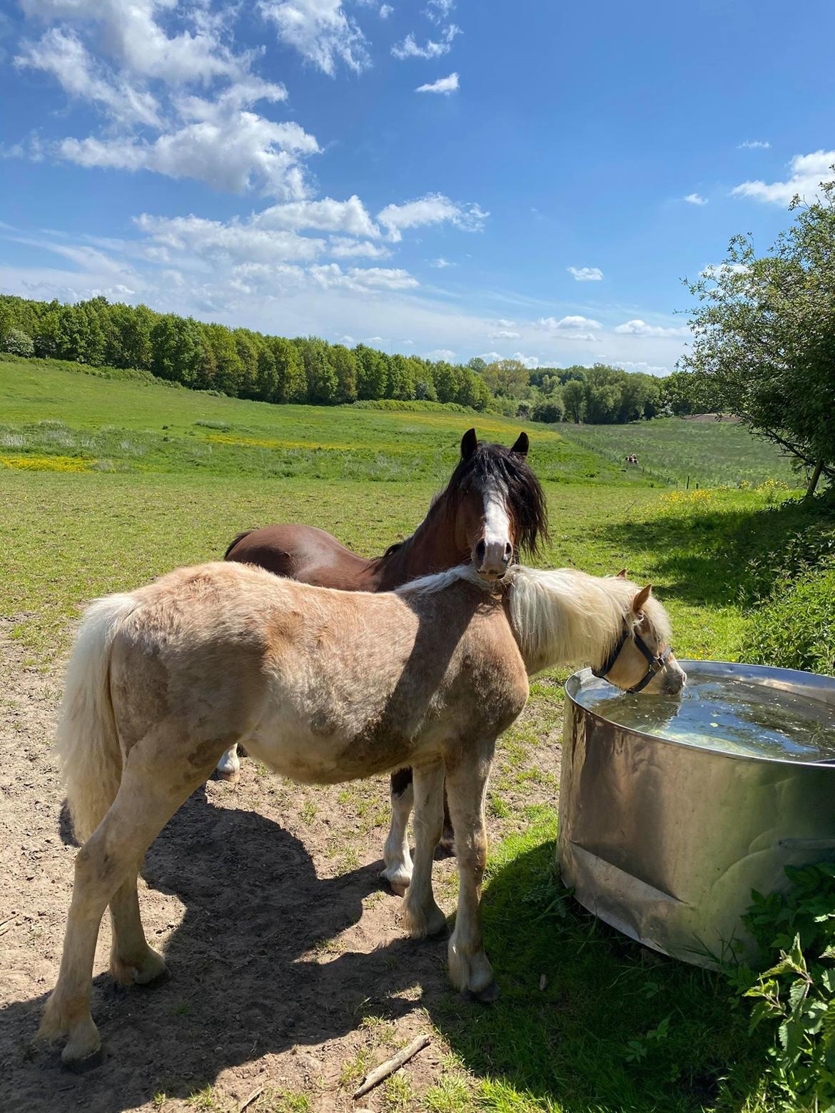 Haflinger Merlin billede 8