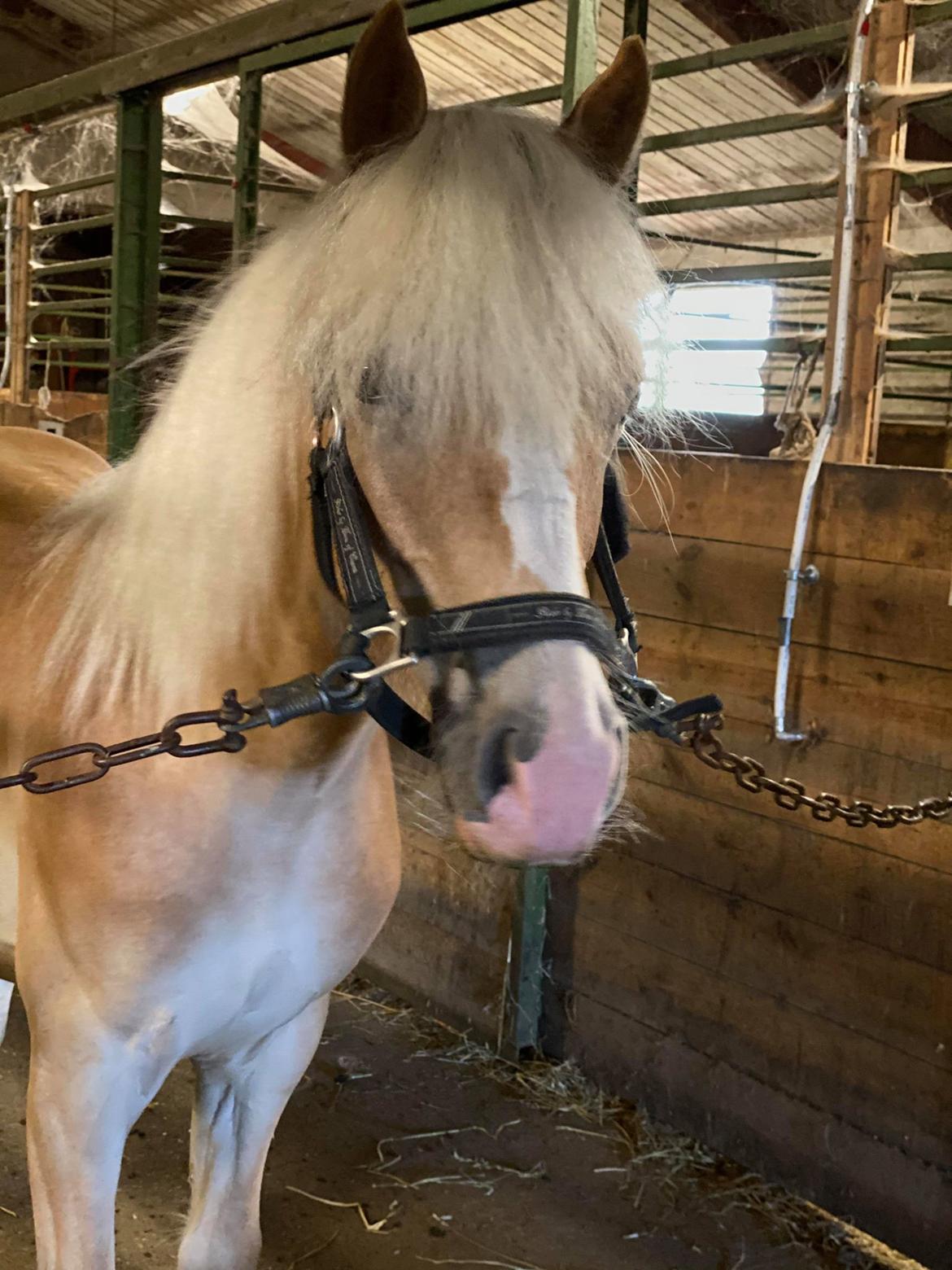 Haflinger Merlin billede 12
