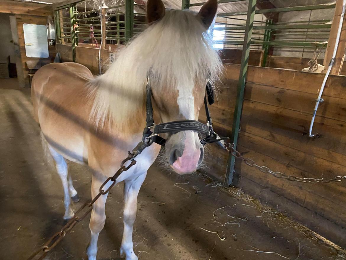 Haflinger Merlin billede 13