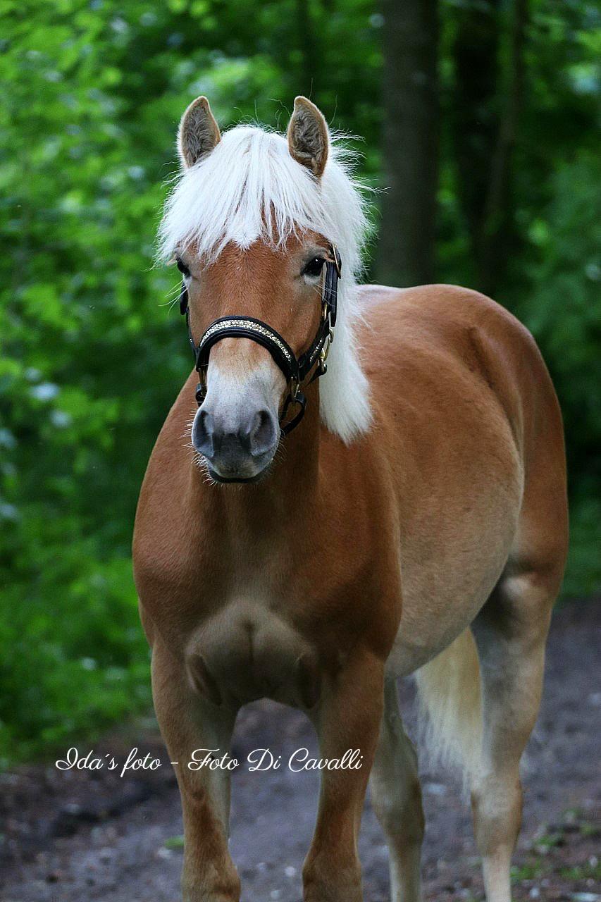 Haflinger Narciso W. K. - d.23.05.2020 Narciso 1 år billede 18