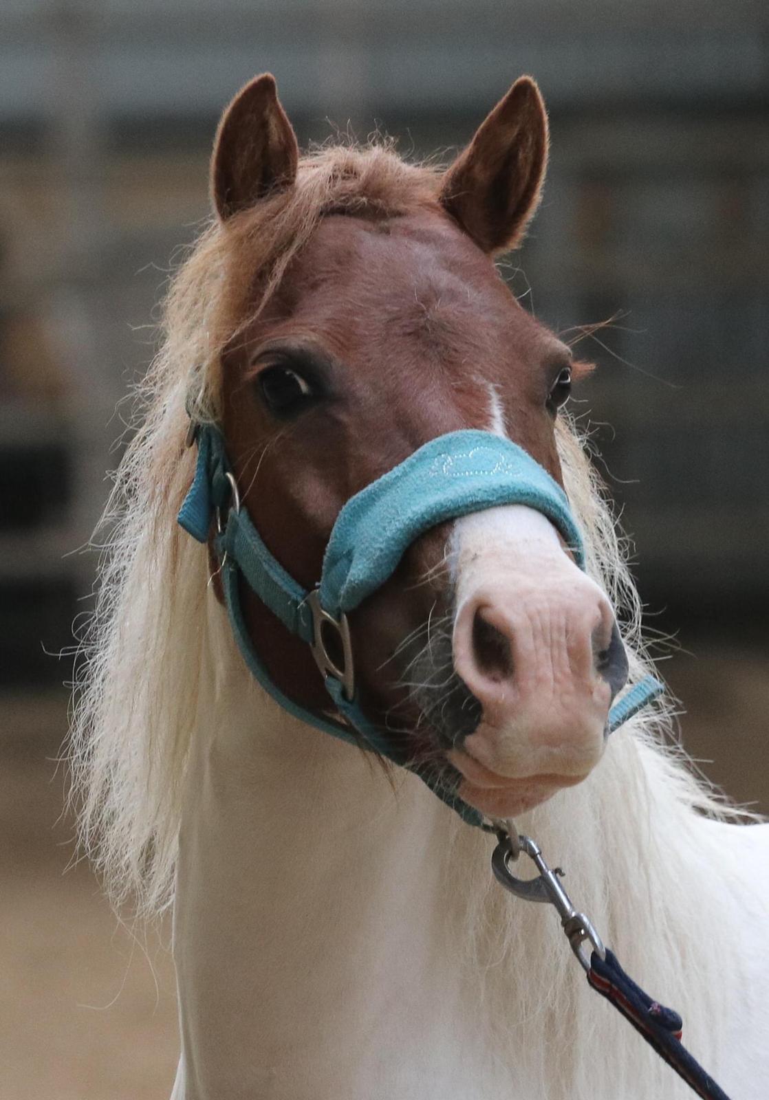 Anden særlig race Cassiopeia billede 2