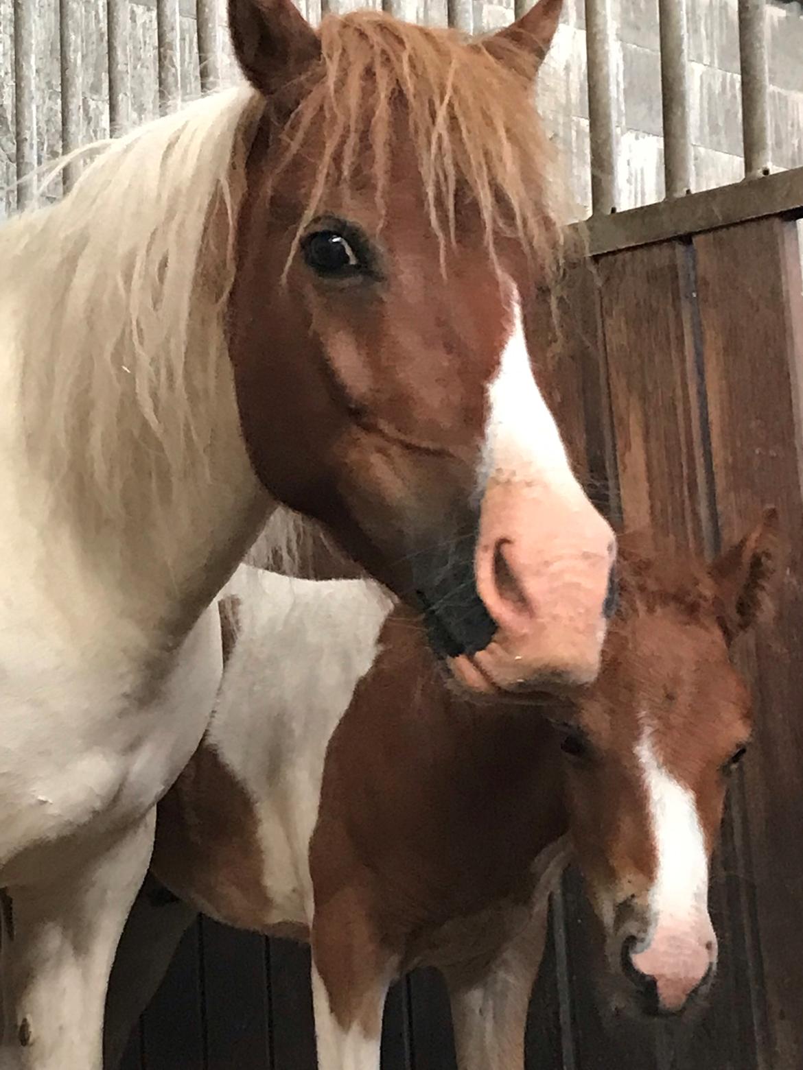 Anden særlig race Cassiopeia billede 3