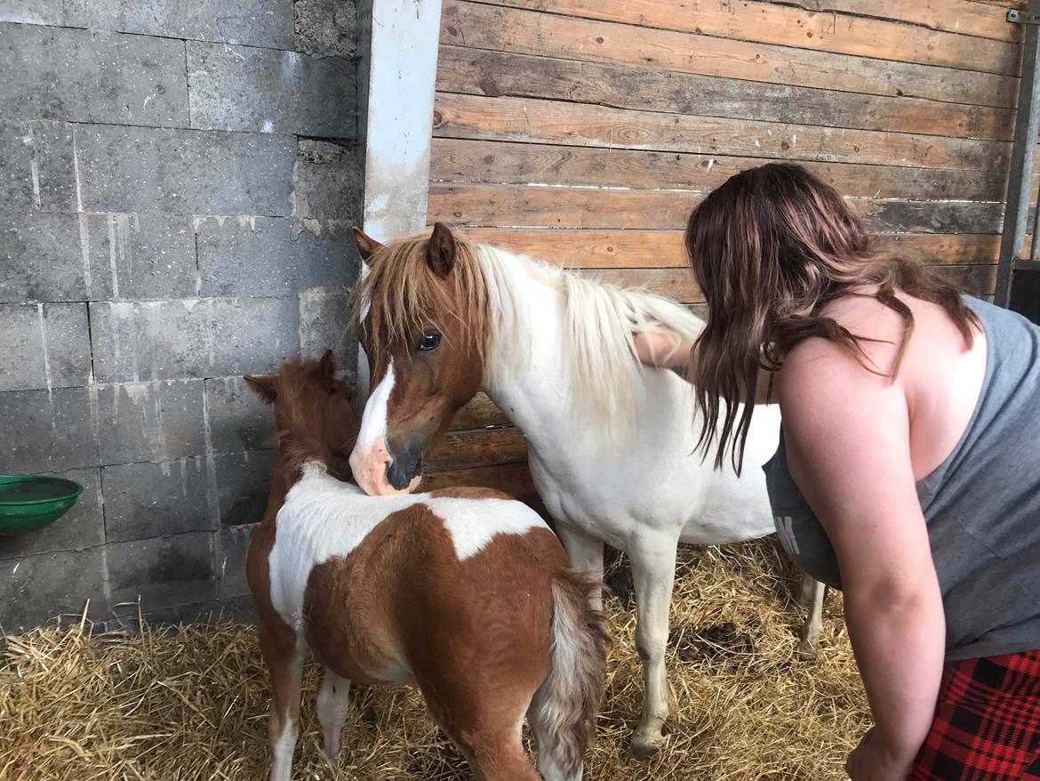 Anden særlig race Cassiopeia billede 4