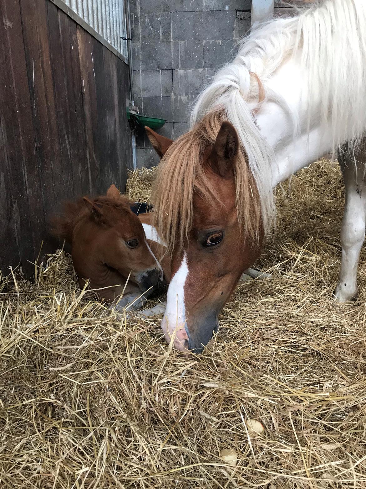 Anden særlig race Cassiopeia billede 5