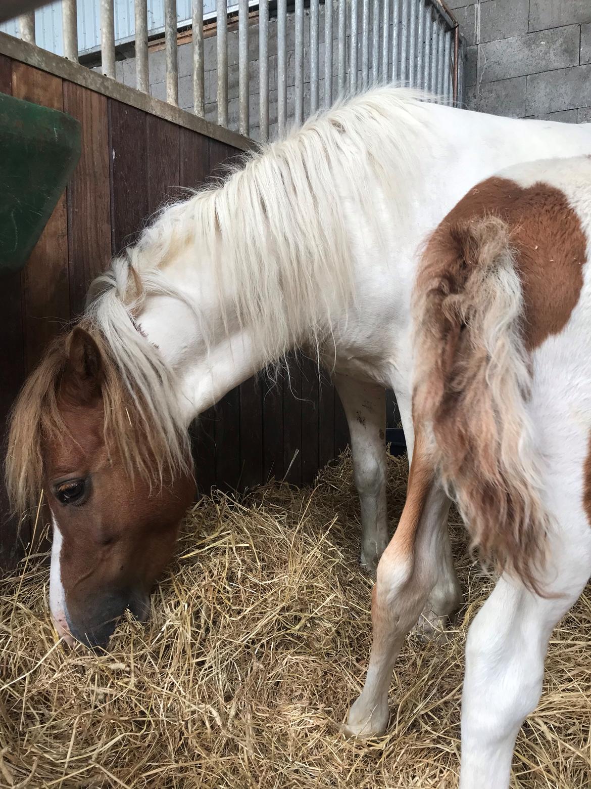 Anden særlig race Cassiopeia billede 6