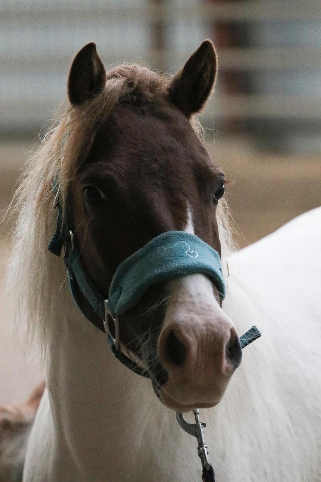 Anden særlig race Cassiopeia billede 8