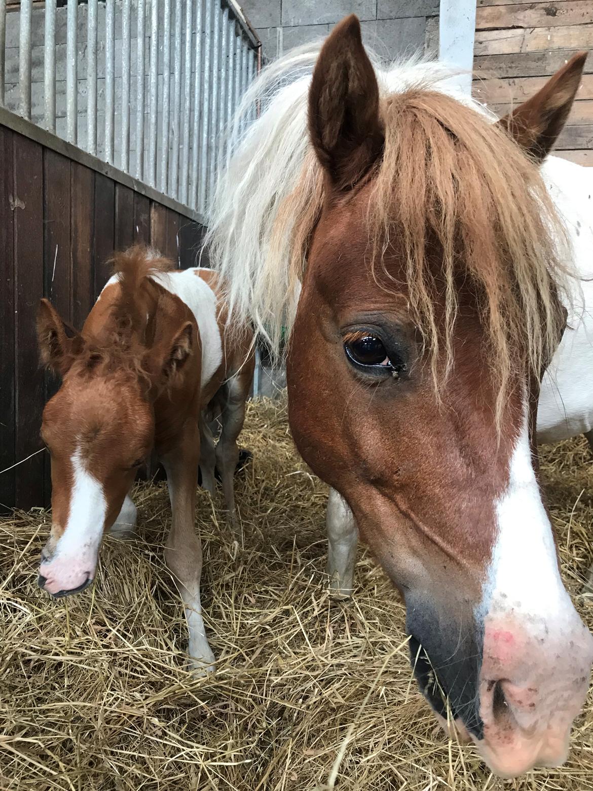 Anden særlig race Cassiopeia billede 7