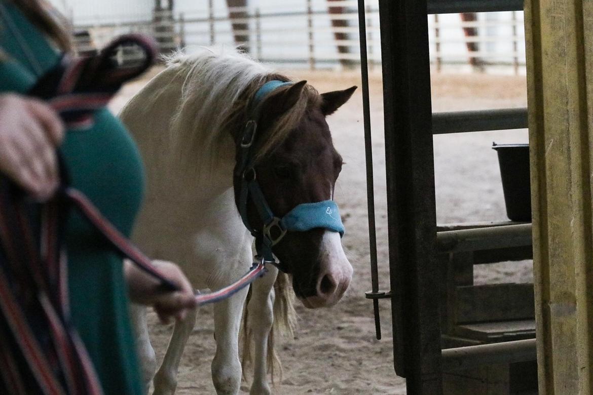 Anden særlig race Cassiopeia billede 9