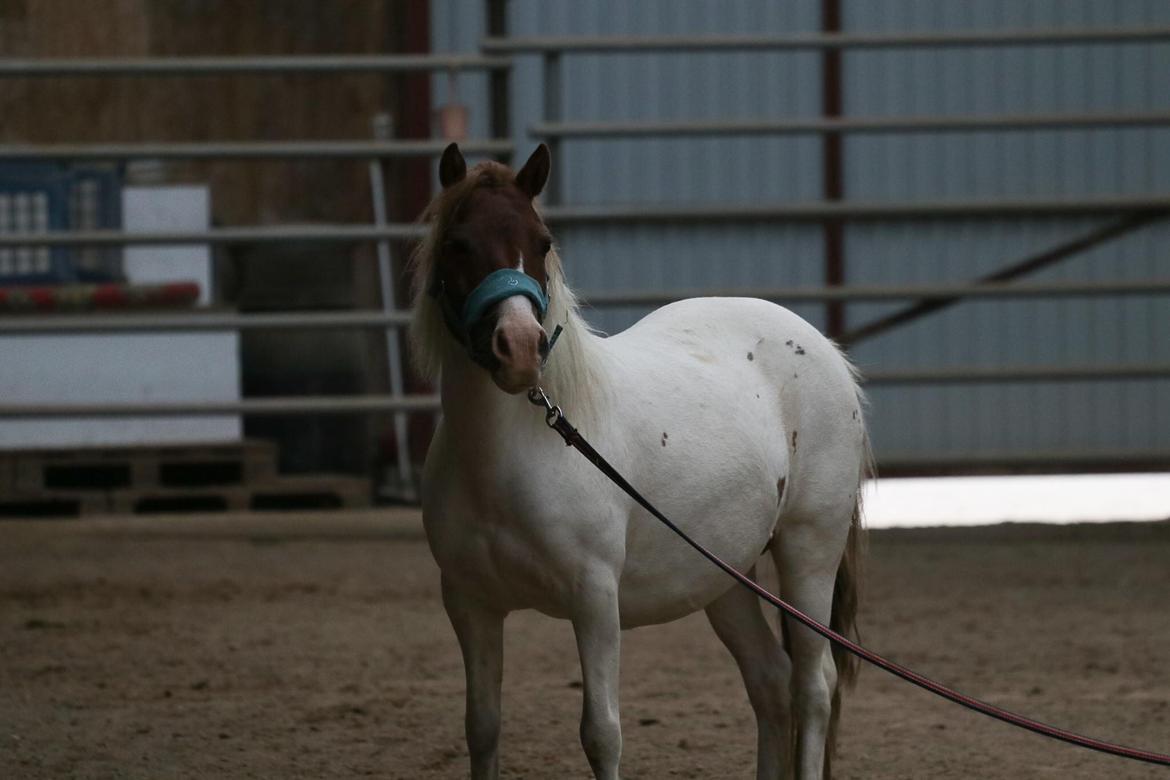 Anden særlig race Cassiopeia billede 10