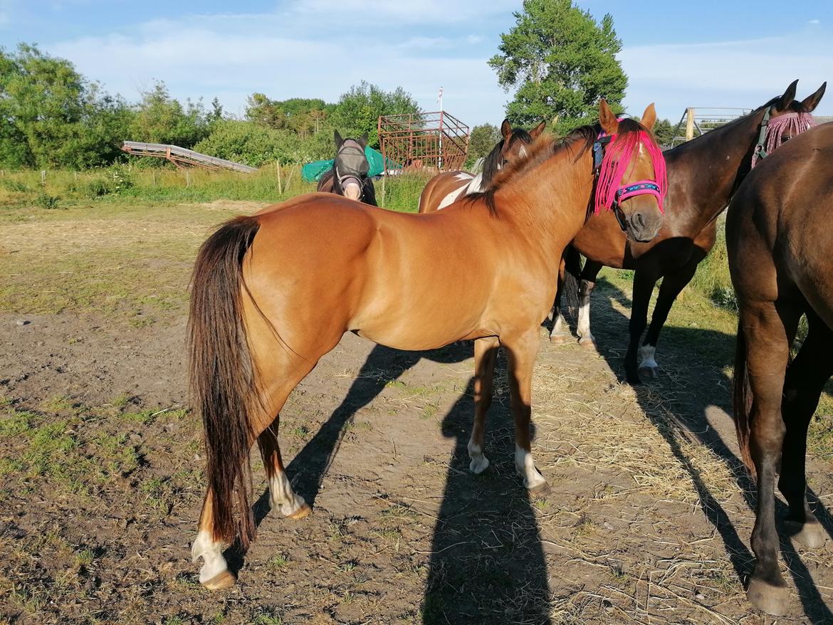 Tysk Sportspony Any billede 16