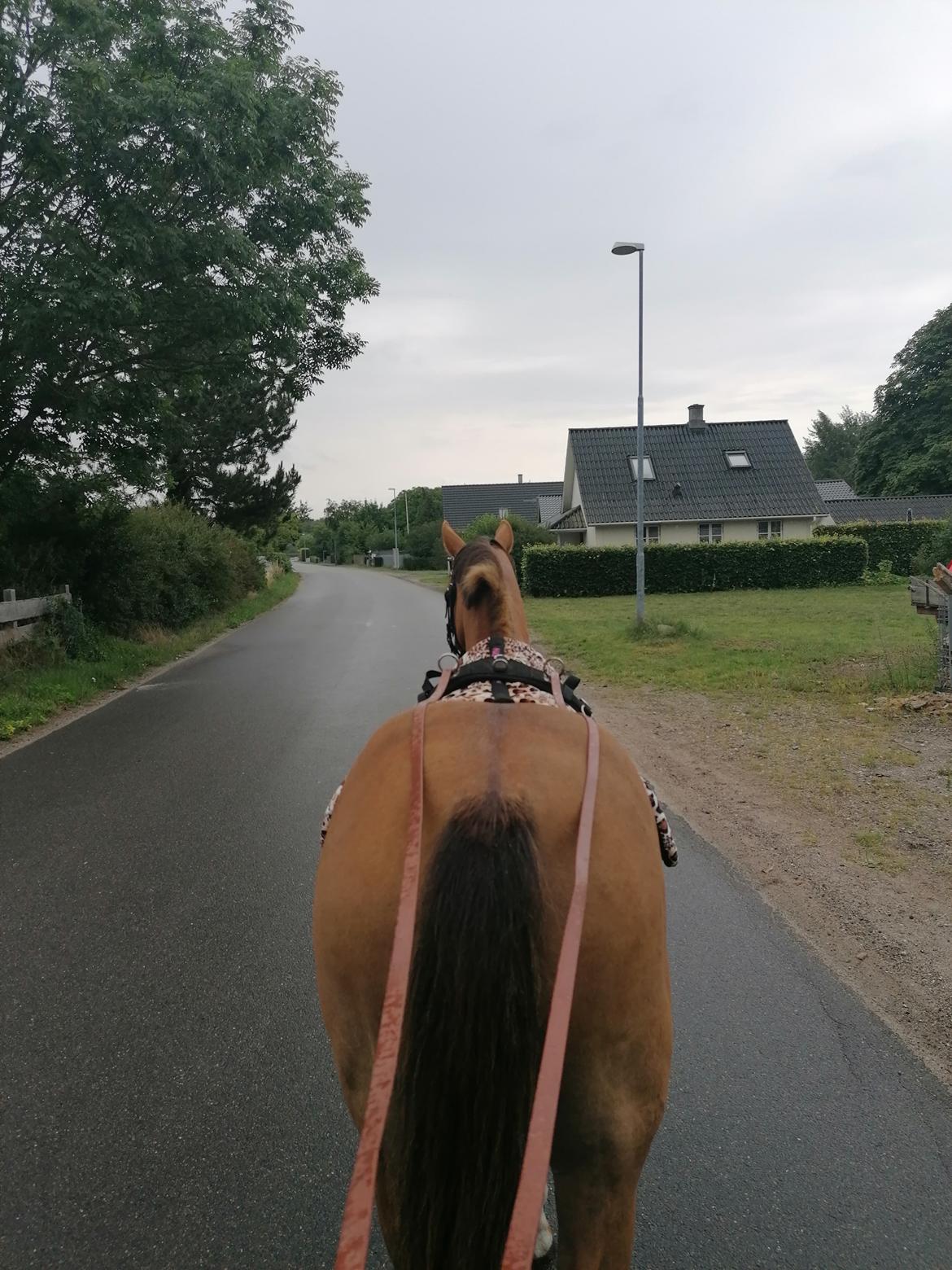 Tysk Sportspony Any billede 19