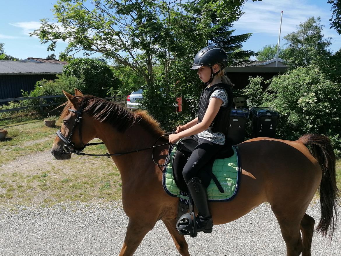 Tysk Sportspony Any billede 17