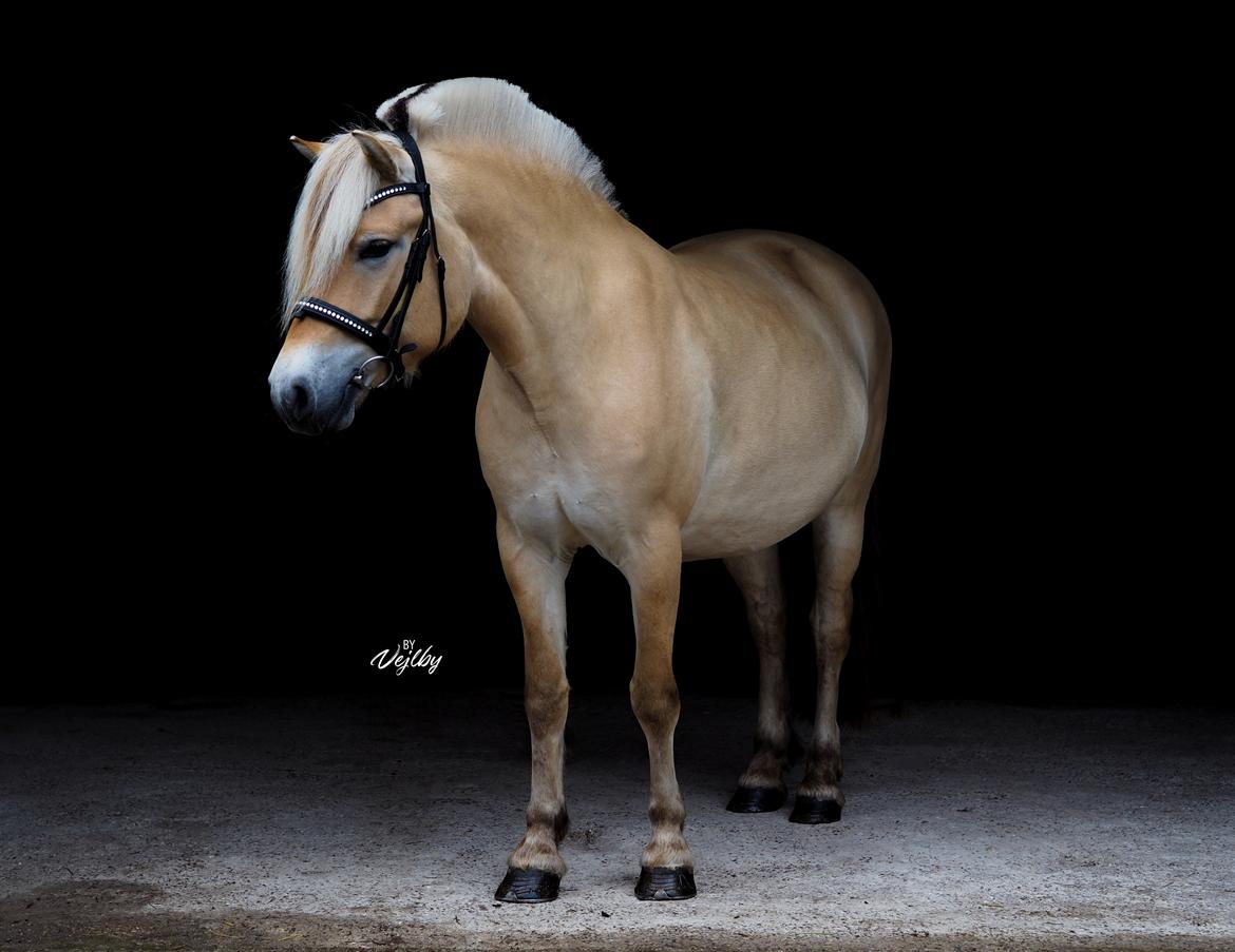 Fjordhest Oblings Frida billede 8