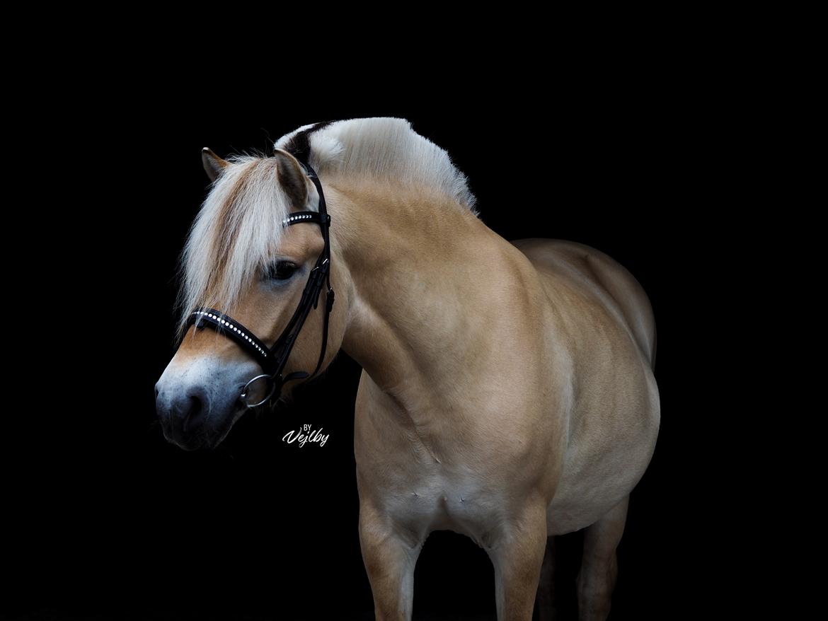 Fjordhest Oblings Frida billede 10