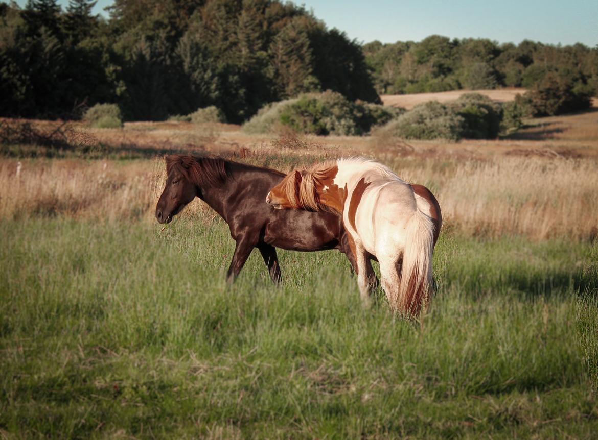 Islænder Pipar fra Katulabo - 24 juli 2020 billede 12
