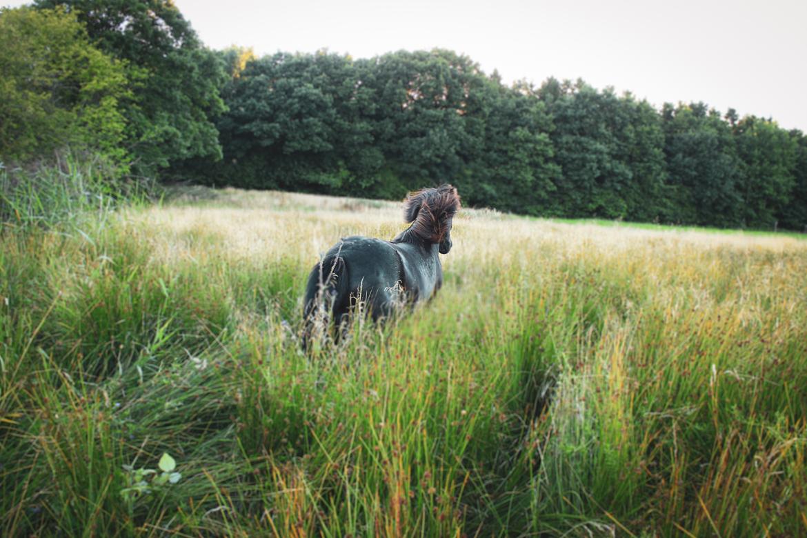 Islænder Pipar fra Katulabo billede 6