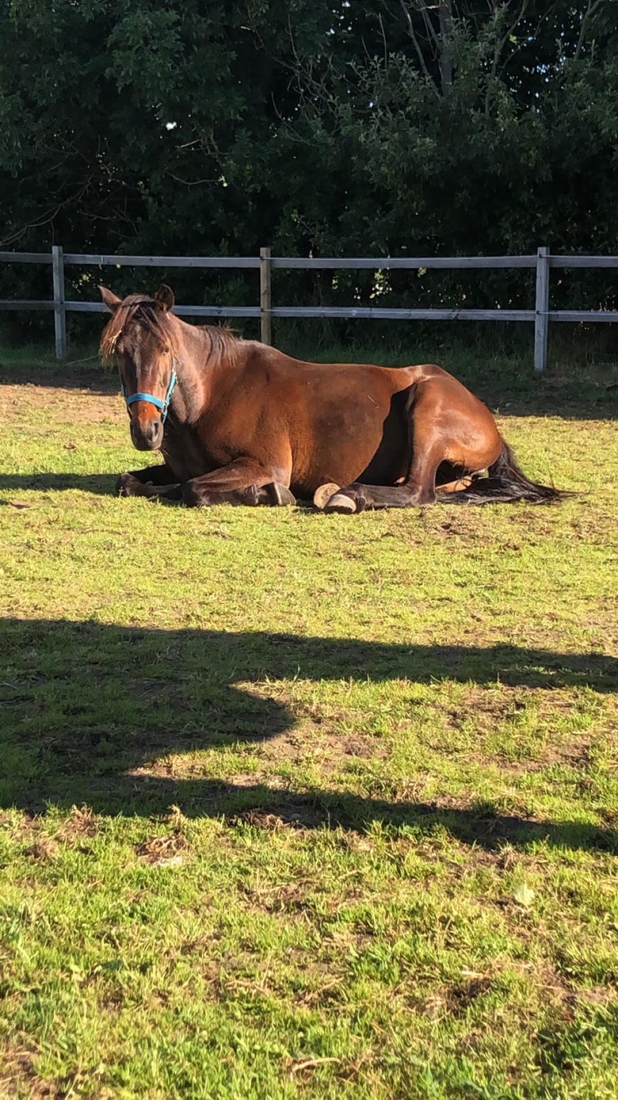 Anden særlig race UN~Kina billede 15
