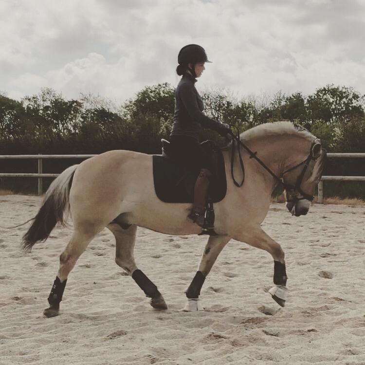 Fjordhest Åskar fjordlyst billede 1