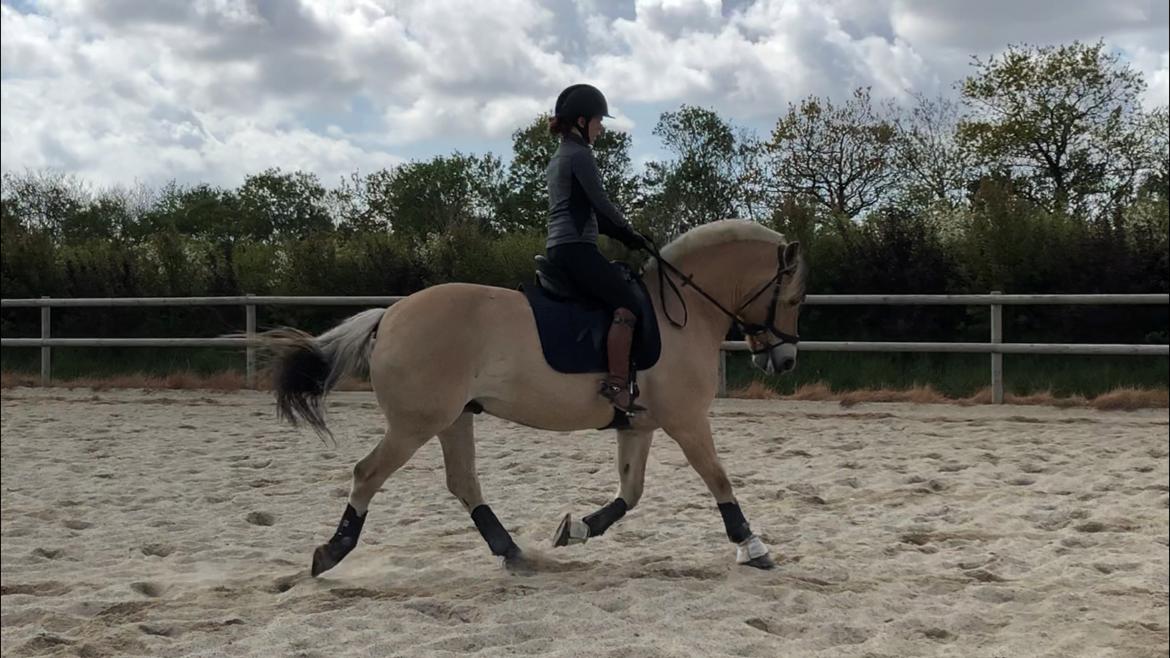 Fjordhest Åskar fjordlyst billede 3