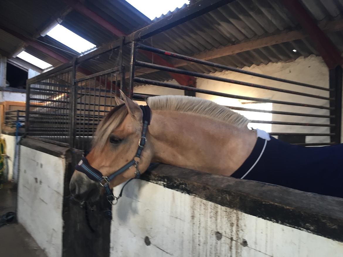 Fjordhest Åskar fjordlyst - Bjøn tror han er hingst  billede 10