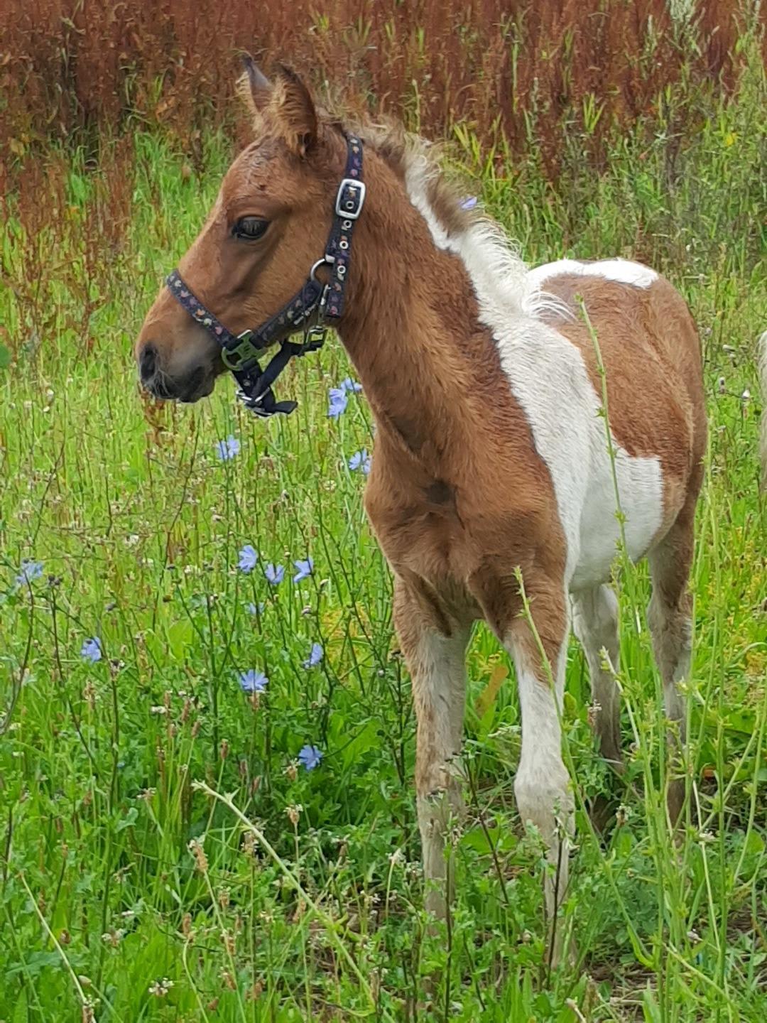 Welsh Partbred (Sec F) Team Babs's zorro billede 15