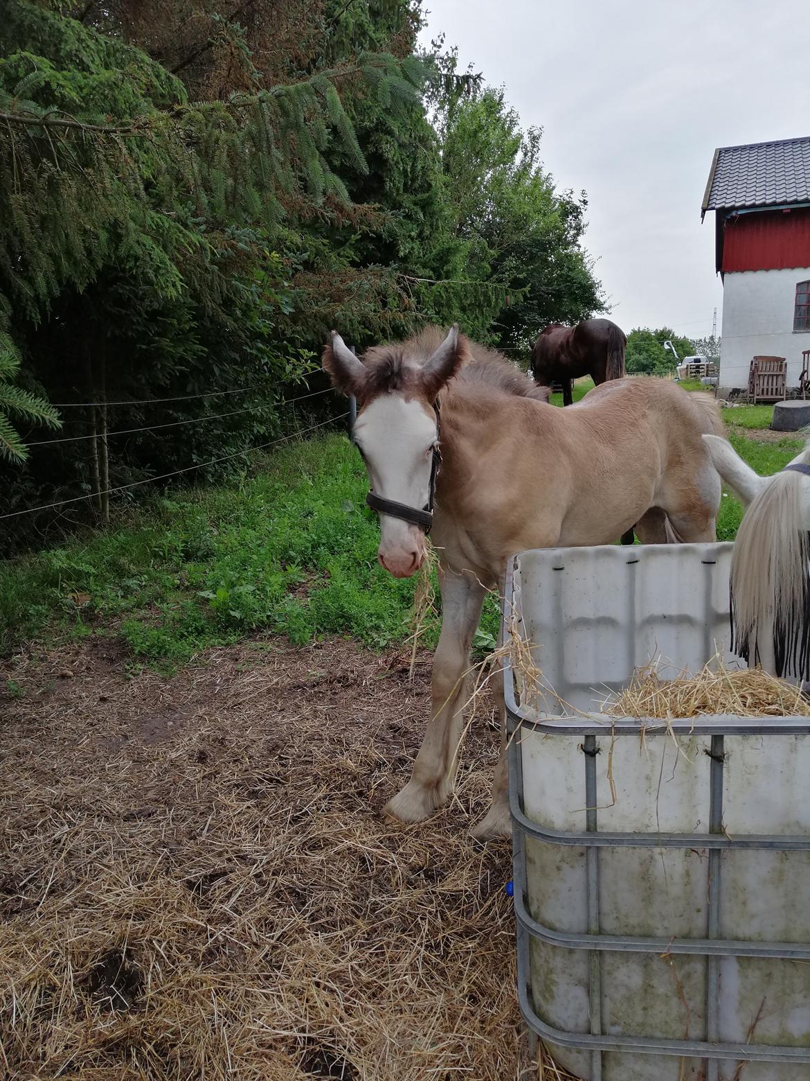 Shire Ørsted's Duke SOLGT billede 1