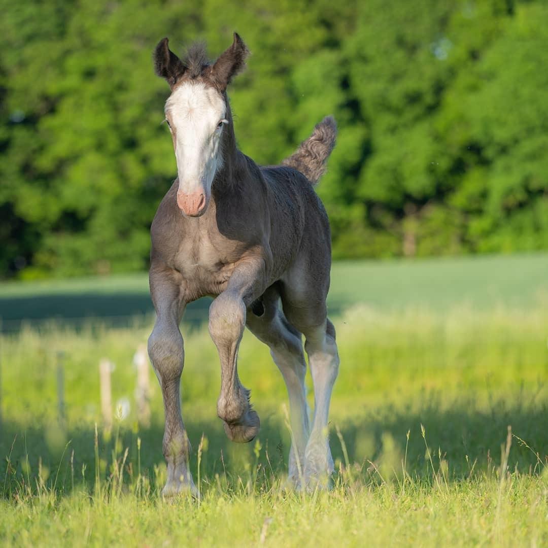 Shire Ørsted's Duke SOLGT billede 5