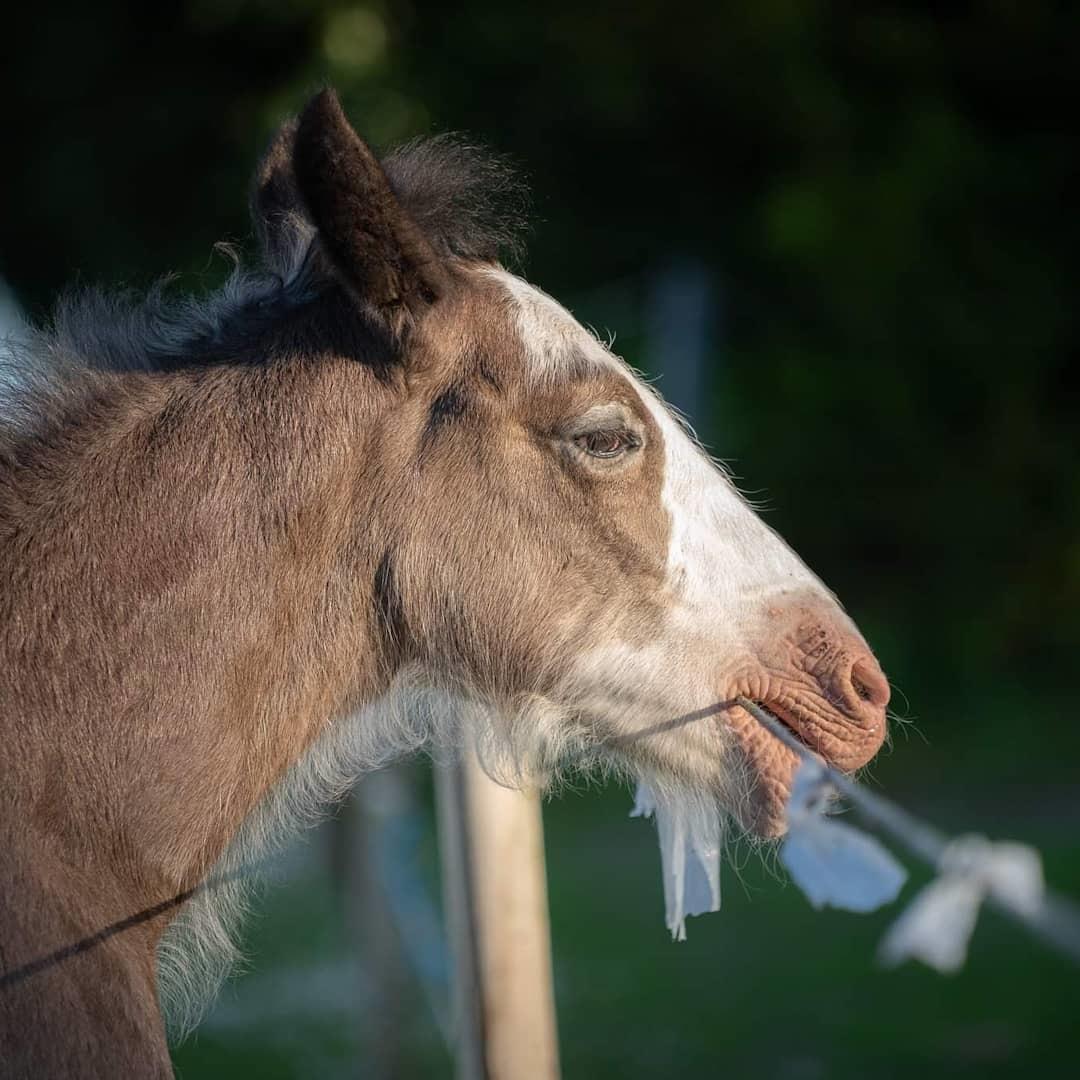 Shire Ørsted's Duke SOLGT billede 8