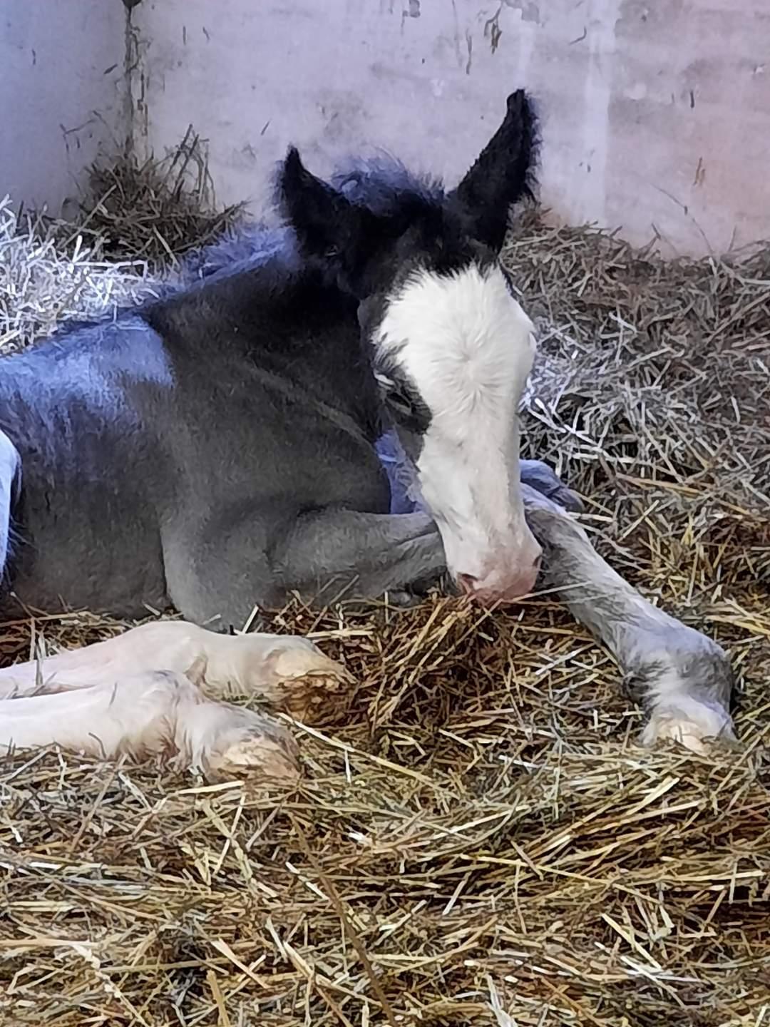 Shire Ørsted's Duke SOLGT billede 11