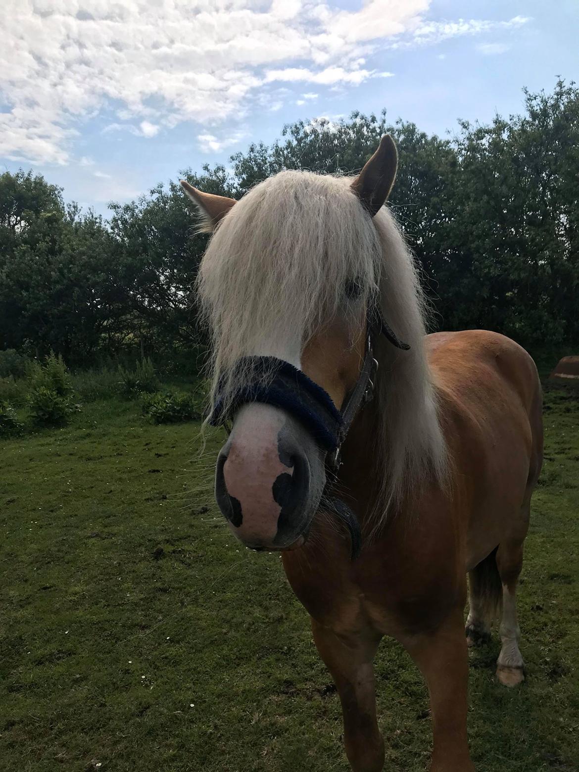 Haflinger Merlin - merlins smukke far  billede 14