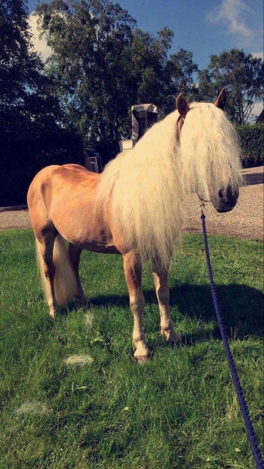 Haflinger Merlin - merlins smukke morfar billede 15