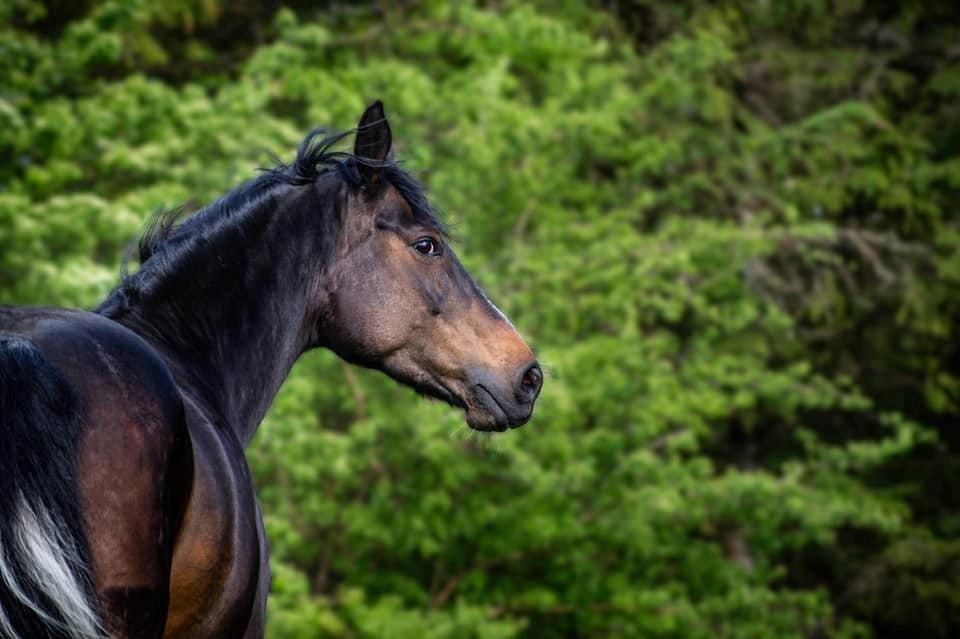 Anden særlig race Bobbiesocks May Beauty billede 3