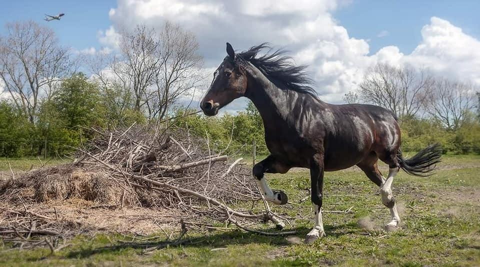 Anden særlig race Bobbiesocks May Beauty billede 8