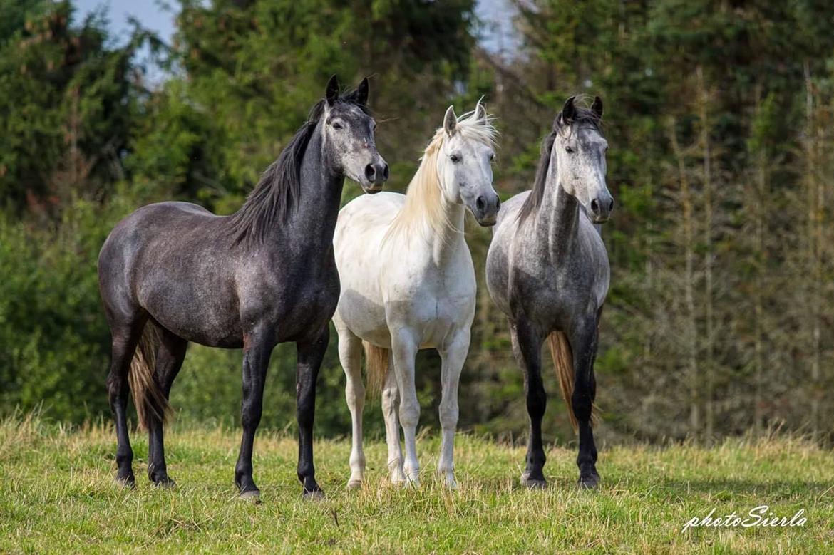 Pura Raza Española Conrado TM billede 12