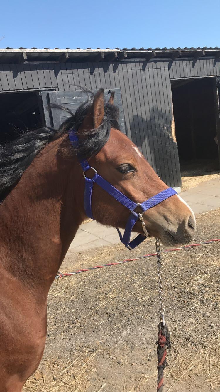 Welsh Pony af Cob-type (sec C) Chopins Mushu billede 3