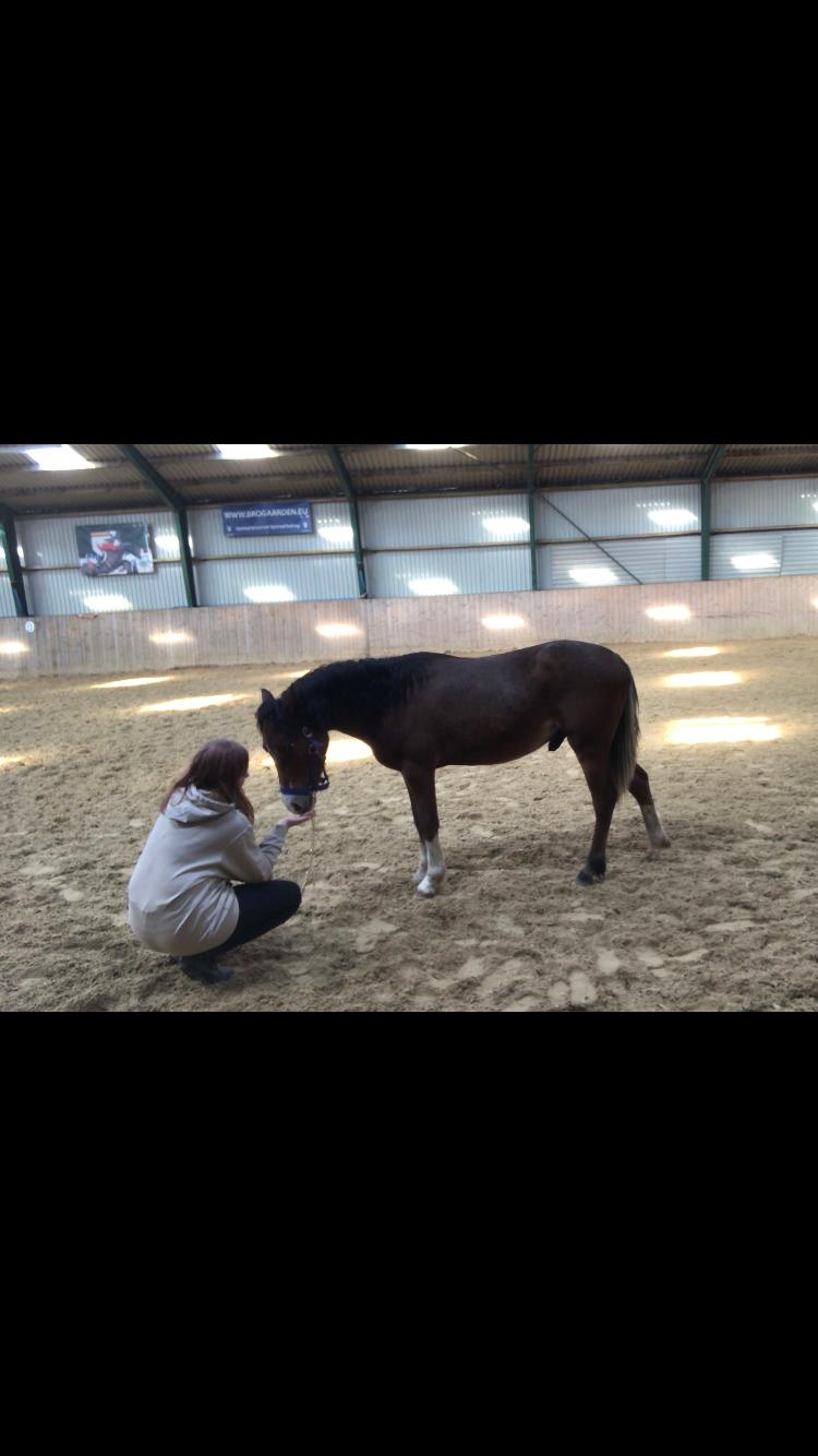 Welsh Pony af Cob-type (sec C) Chopins Mushu billede 6