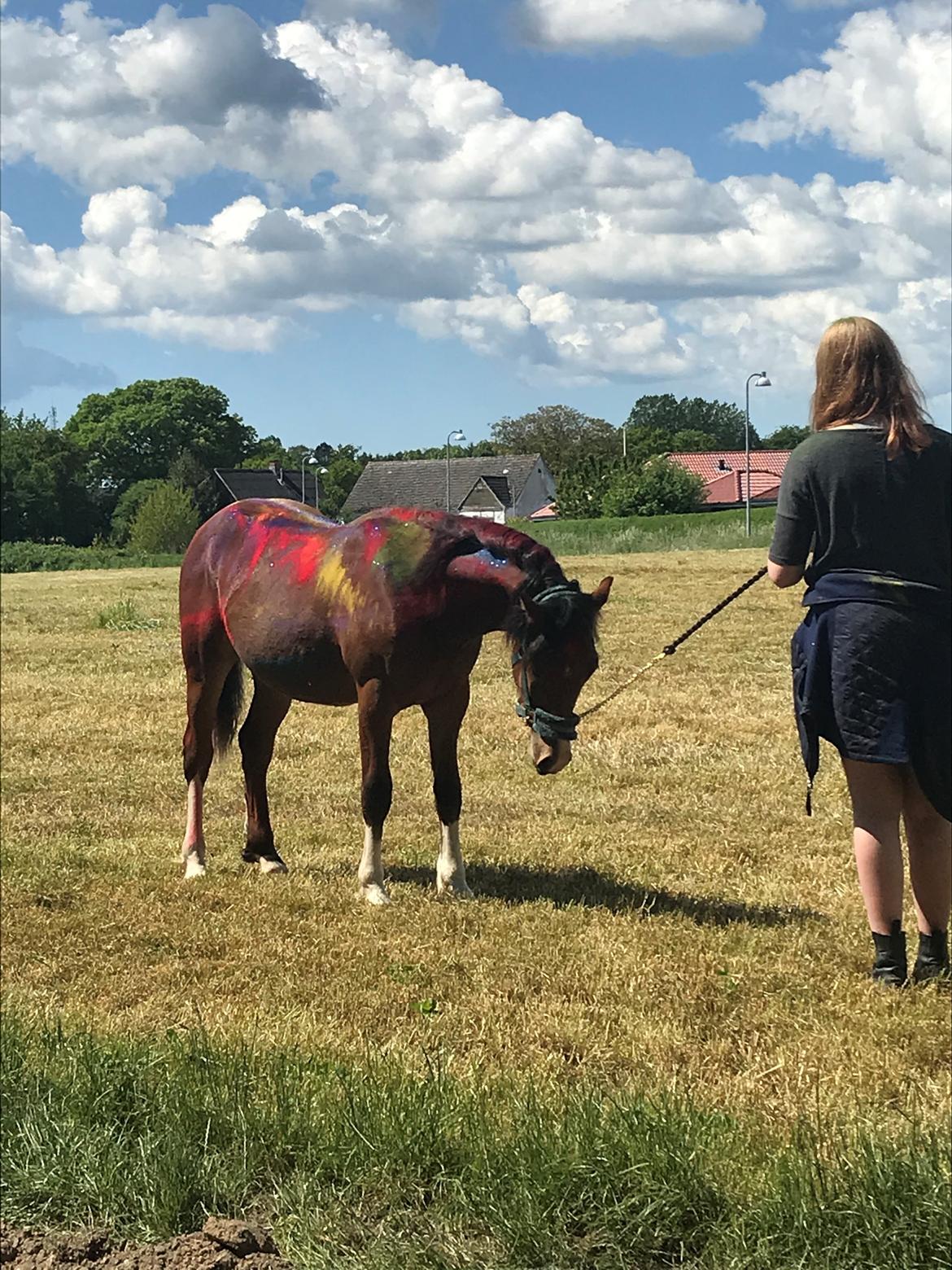 Welsh Pony af Cob-type (sec C) Chopins Mushu billede 7