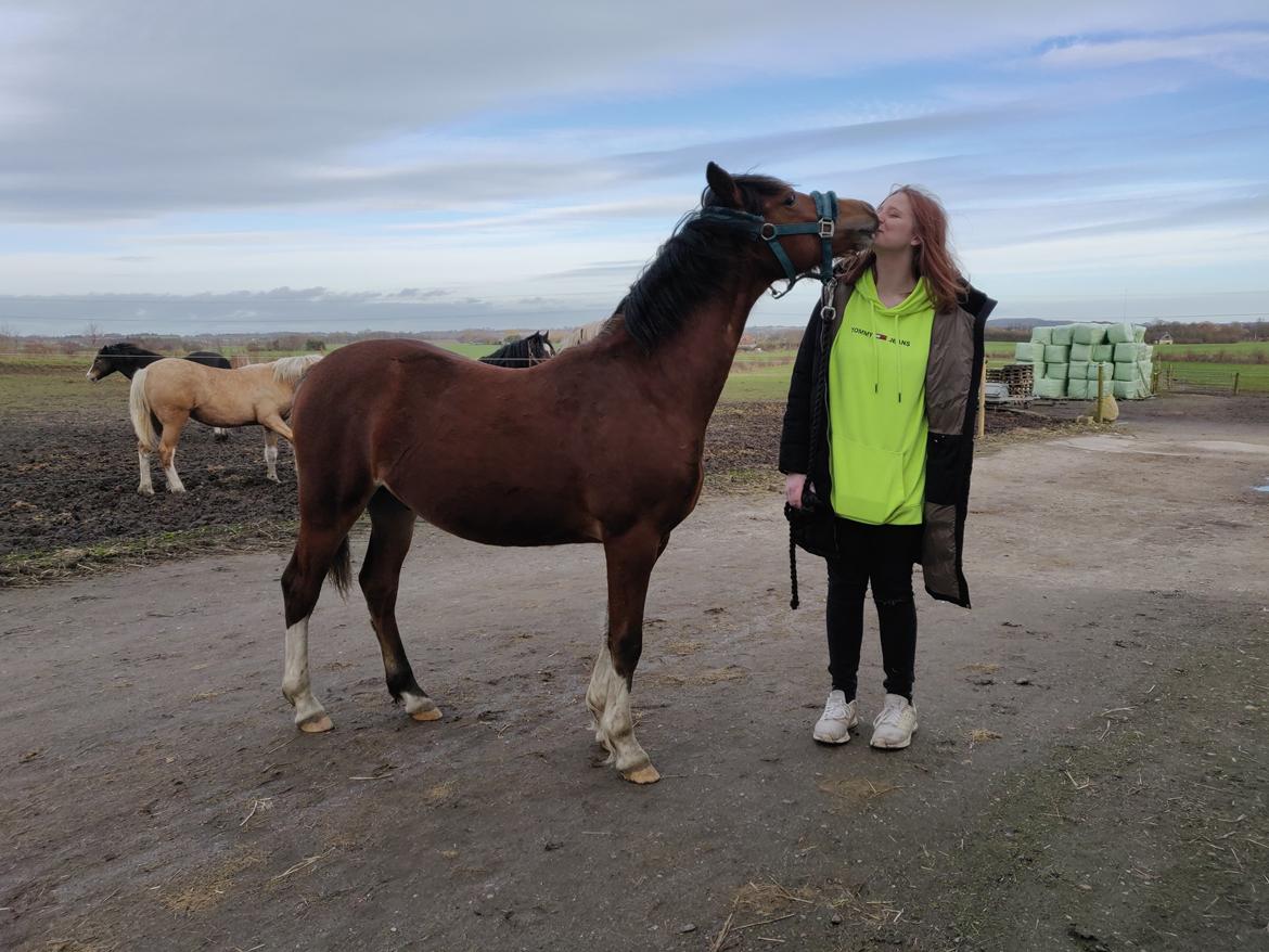 Welsh Pony af Cob-type (sec C) Chopins Mushu billede 4