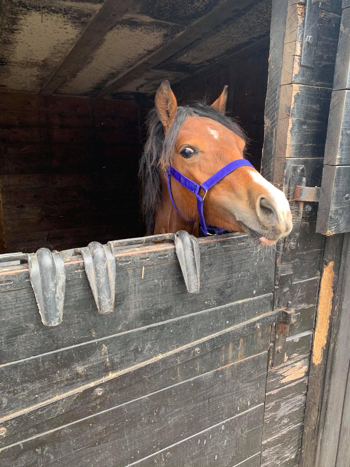 Welsh Pony af Cob-type (sec C) Chopins Mushu billede 8