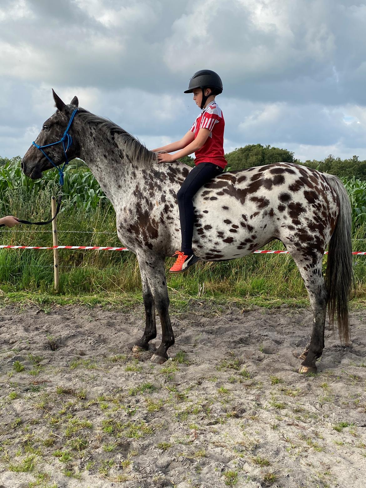 Knabstrupper Ingemanns korsika (afdød 22-1 2021) billede 14