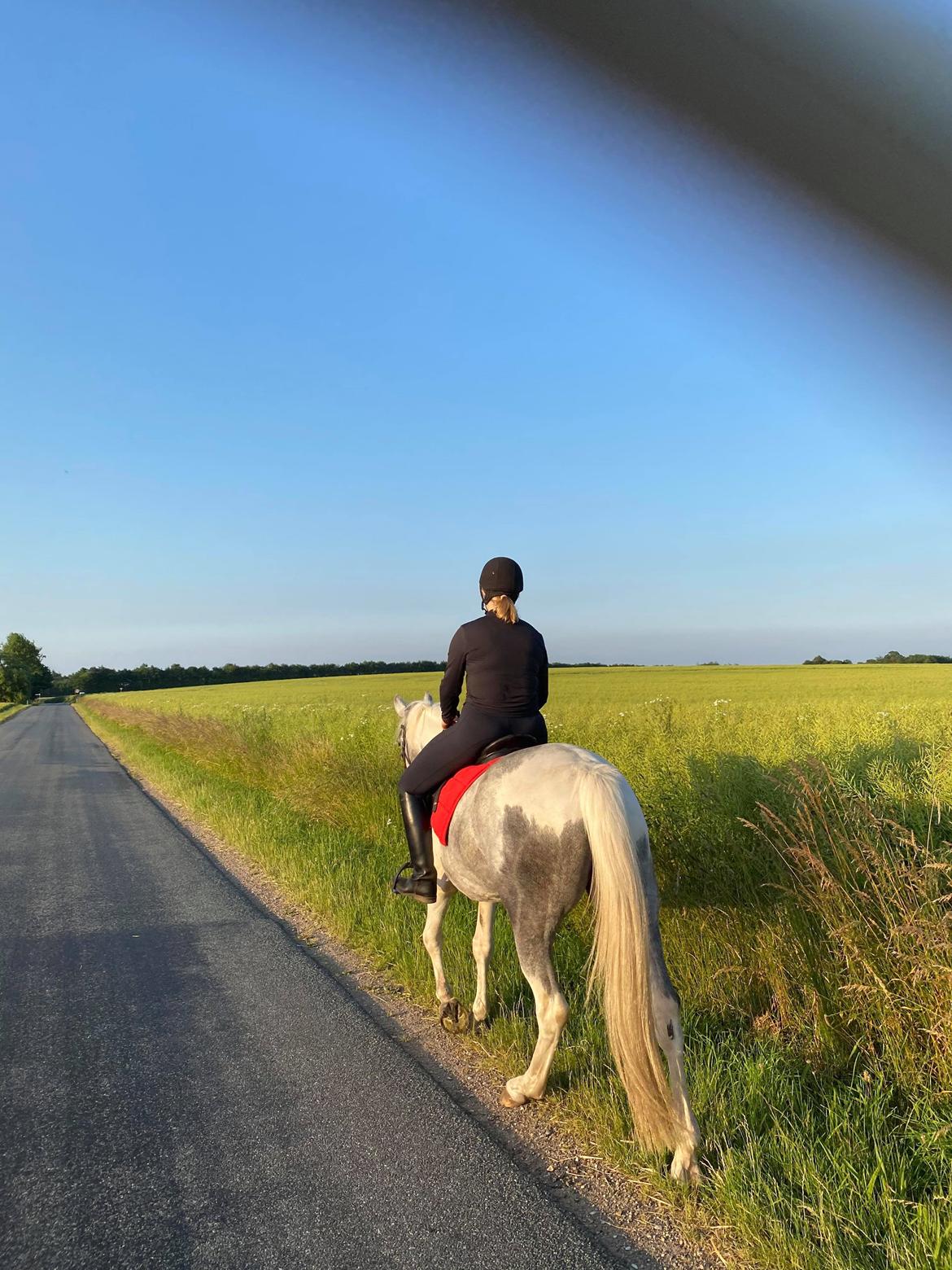 Anden særlig race Bagera - første gang han blev redet ved trafikeret vej start juli 2020 billede 7