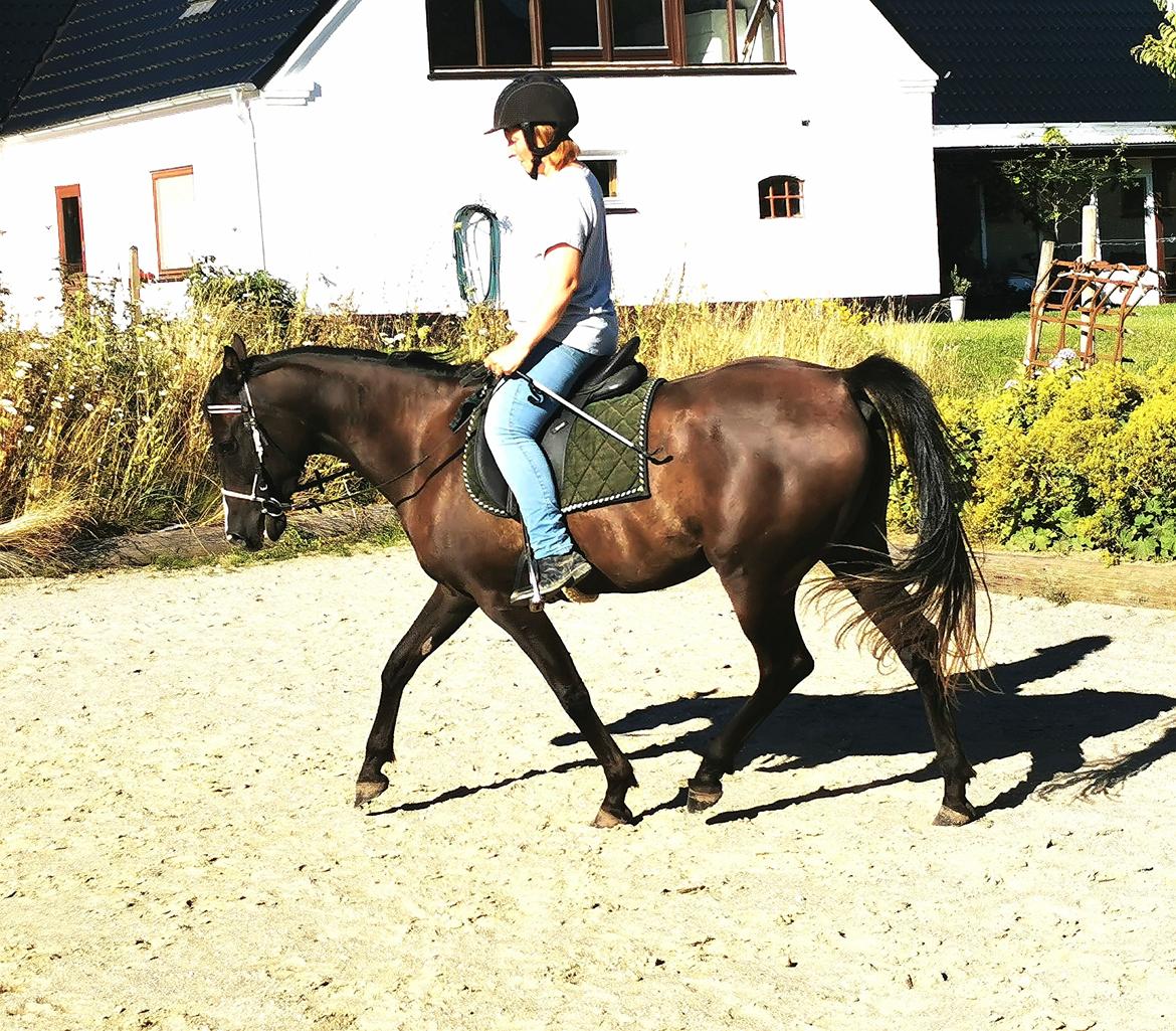 Arabisk fuldblod (OX) Midnight dream ox billede 17