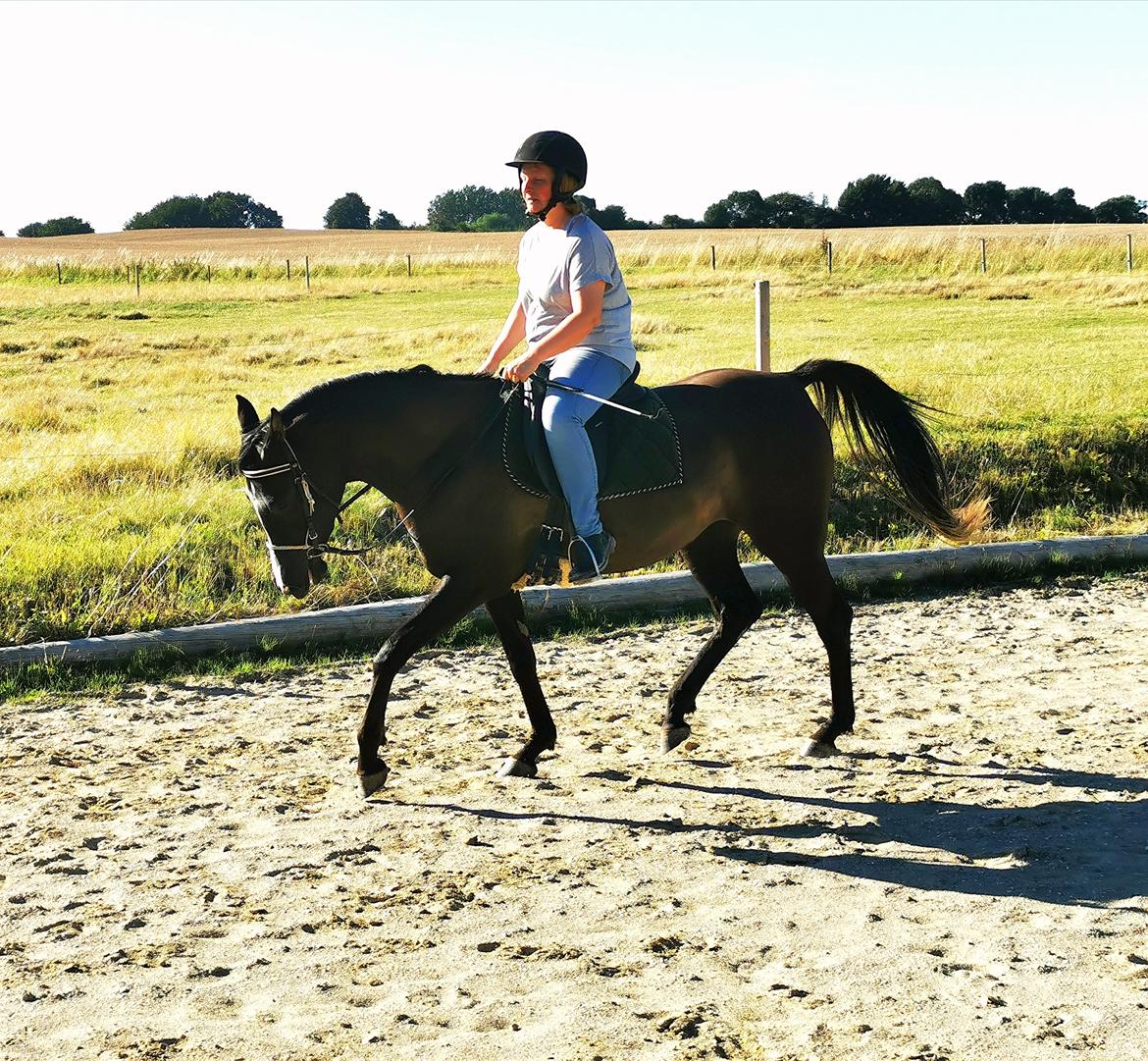 Arabisk fuldblod (OX) Midnight dream ox billede 19