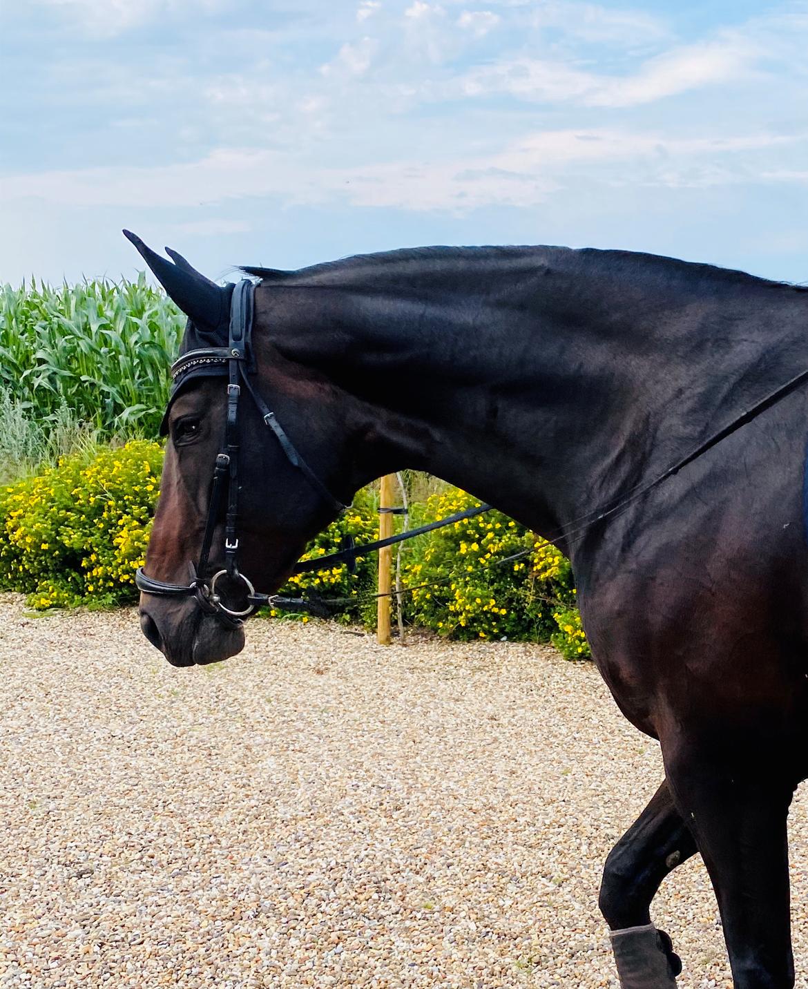 Dansk Varmblod Madel juan billede 9