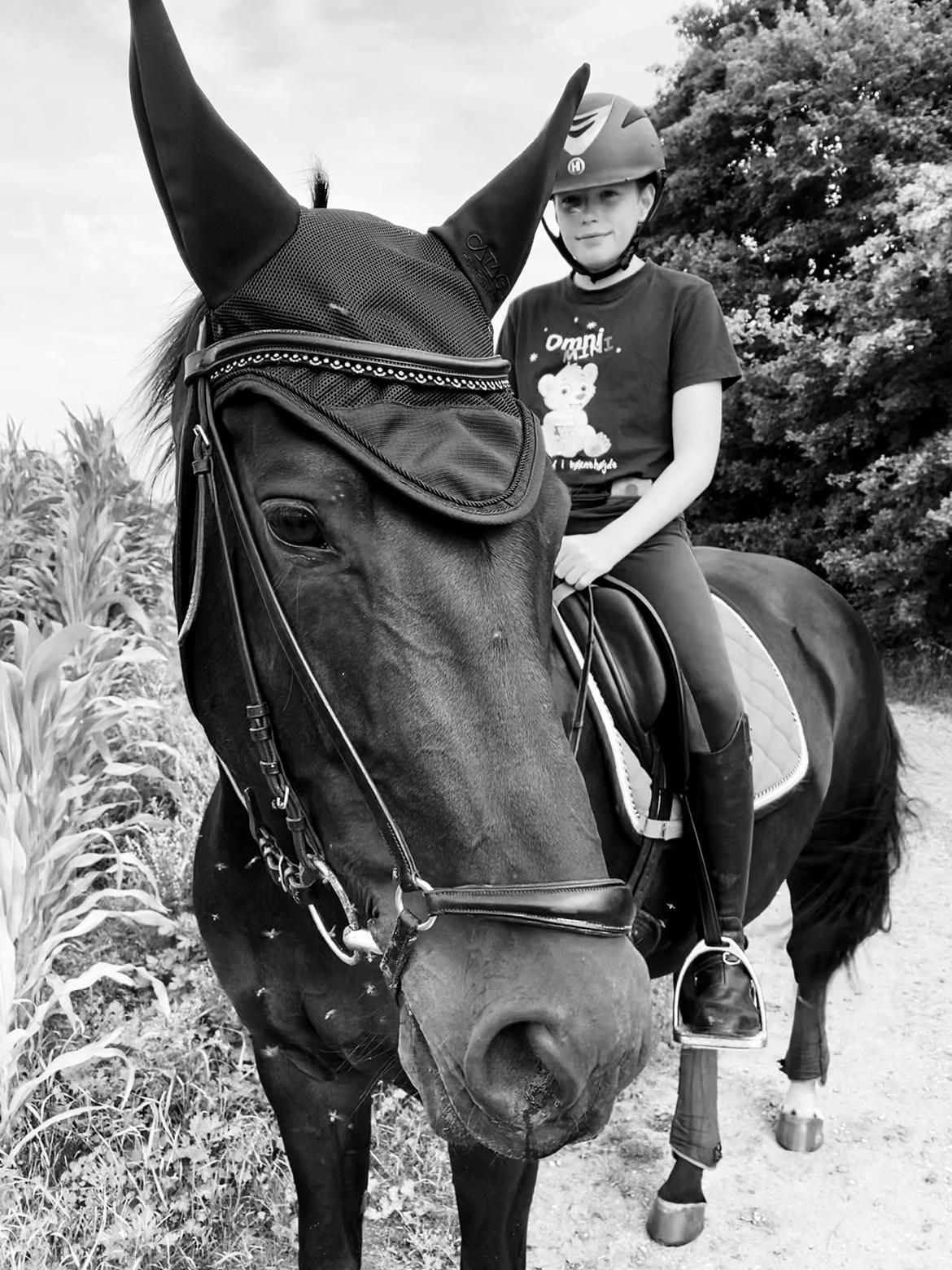 Dansk Varmblod Madel juan billede 8