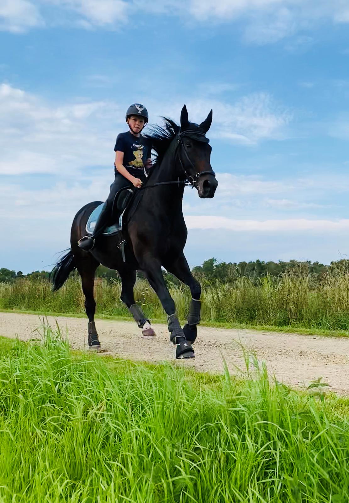 Dansk Varmblod Madel juan billede 12