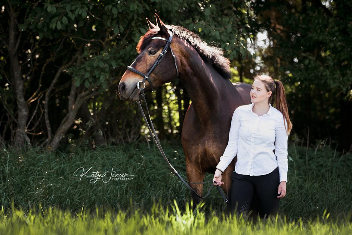 Svensk Varmblod WELTIZZE billede 10