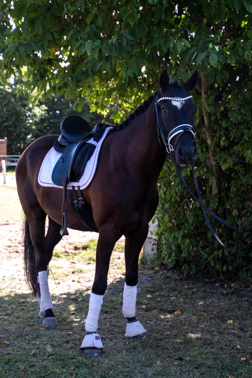 DSP Brilliant-Lau billede 18